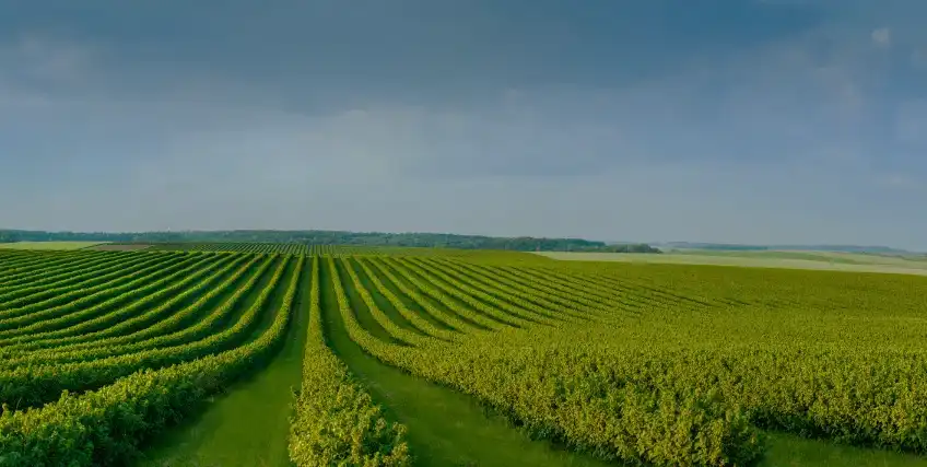 Best Uses of Ag Operating Loans for Modern Farming Businesses Best Uses of Ag Operating Loans for Modern Farming Businesses