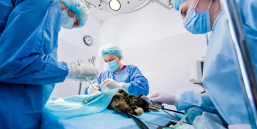 How to Upgrade your Treatment Quality with Vet Clinic Equipment Loans
