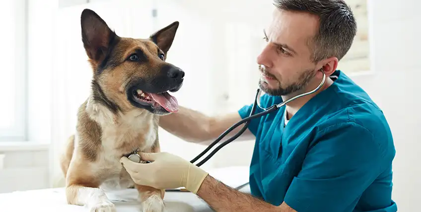 Best Vet Financing for Bad Credit Programs Compared: Which Option Fits Your Practice?