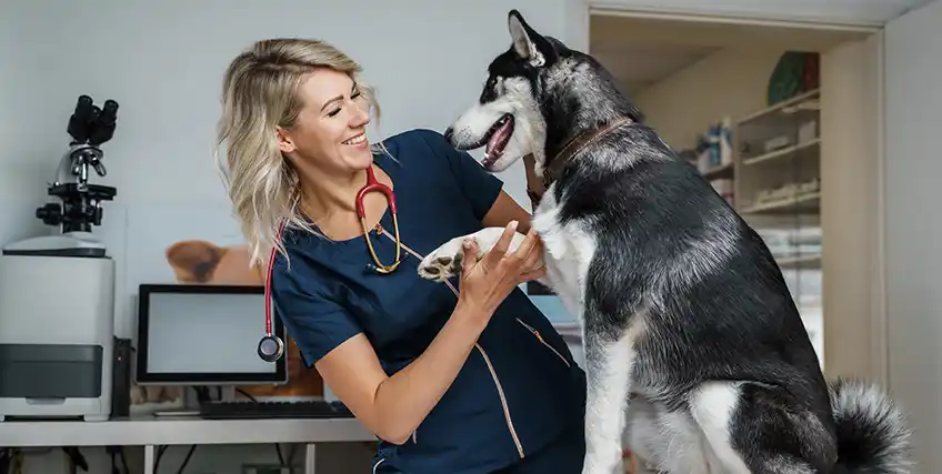 Veterinary Practice Management: Financing Solutions to Scale a Growing Clinic